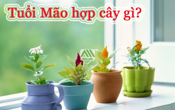 thiet_ke_khong_ten_13