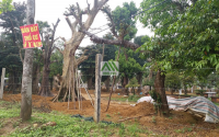 Ngoại thành Hà Nội: Nở rộ đất phân lô bán nền trái quy định