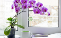 Trả lời cho băn khoăn của nhiều gia chủ: Mệnh Thổ hợp cây gì?
