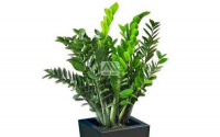 Những loại cây cảnh nào tốt cho phong thủy phòng khách?