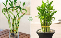 Ý nghĩa phong thủy của cây phất dụ