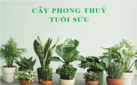 Những loại cây cảnh phong thủy hợp với người tuổi Sửu