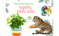 Những loại cây cảnh phong thủy hợp với người tuổi Dần