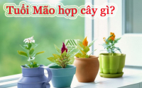 Những loại cây cảnh phong thủy hợp với người tuổi Mão