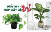 Những loại cây cảnh phong thủy hợp với người tuổi Thìn