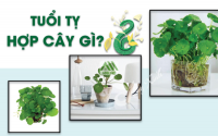 Những loại cây phong thủy hợp với người tuổi Tỵ