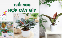 Những loại cây phong thủy hợp với người tuổi Ngọ