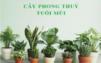 Những loại cây phong thủy hợp với người tuổi Mùi