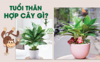 Những loại cây phong thủy hợp với người tuổi Thân