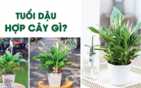Những loại cây phong thủy hợp với người tuổi Dậu