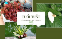 Những loại cây phong thủy hợp với người tuổi Tuất