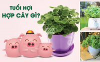 Những loại cây phong thủy hợp với người tuổi Hợi